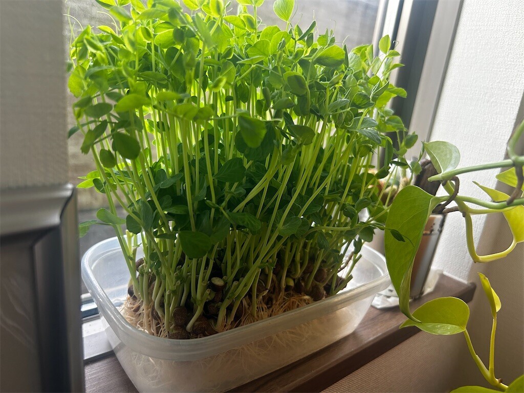 f:id:Magnoliarida:20250926082705j:image f:id:Magnoliarida:20250926082705j:image