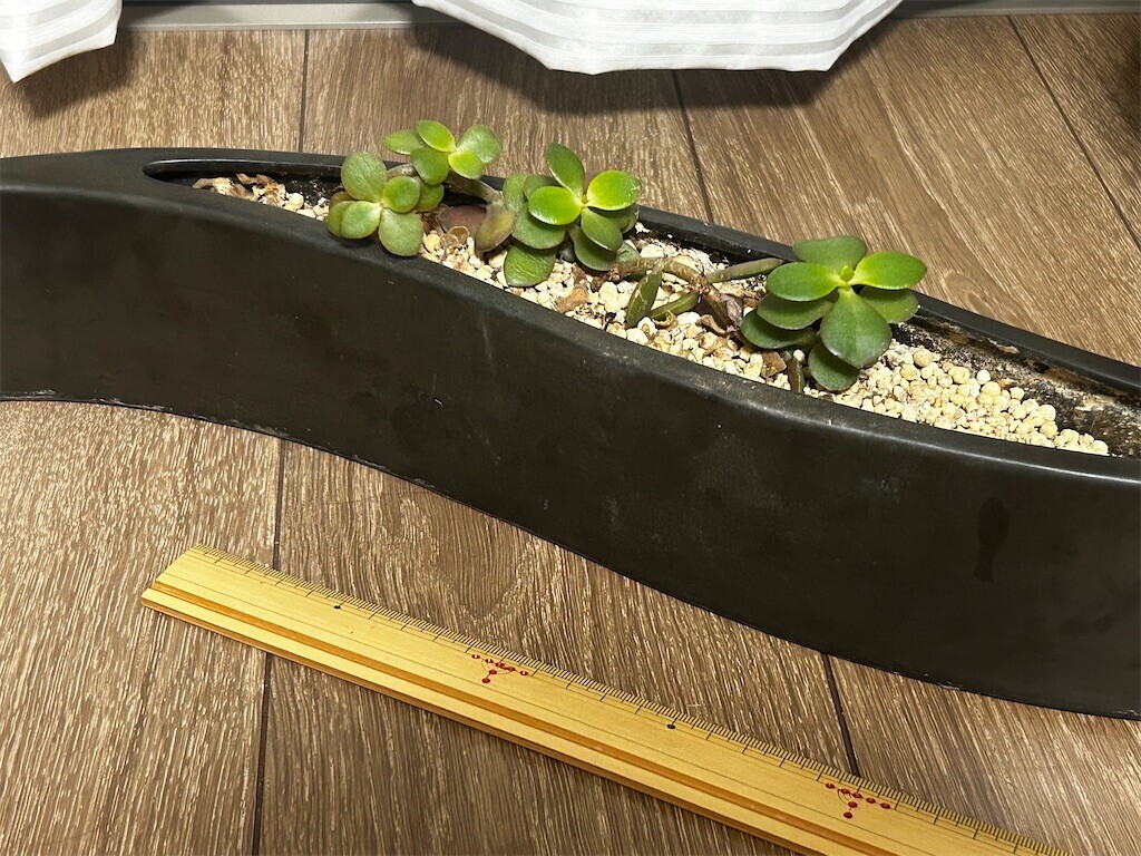 f:id:Magnoliarida:20251006211330j:image