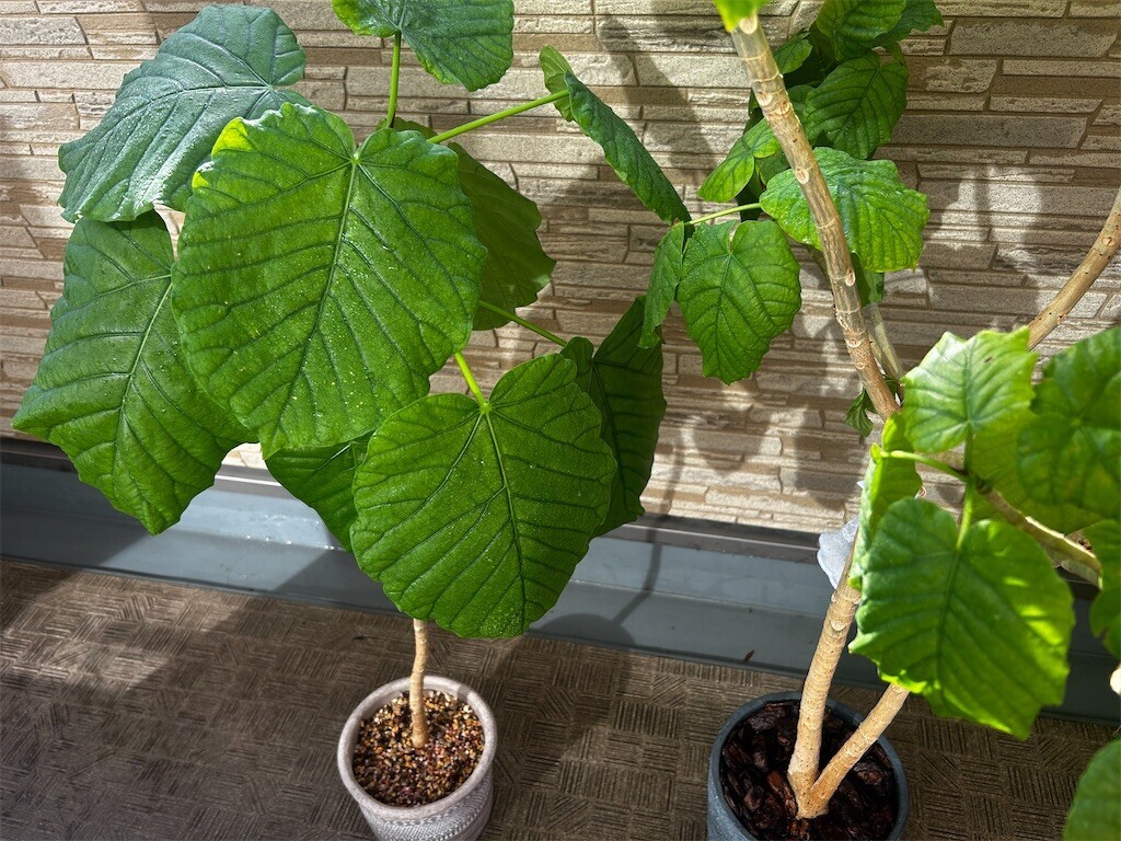 f:id:Magnoliarida:20251012083946j:image