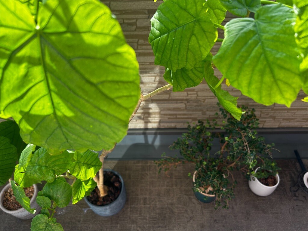 f:id:Magnoliarida:20251012083955j:image