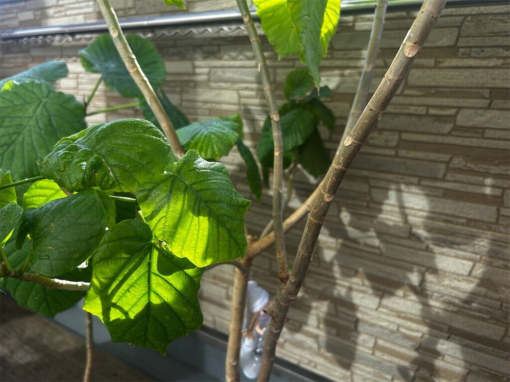 f:id:Magnoliarida:20251012084003j:image