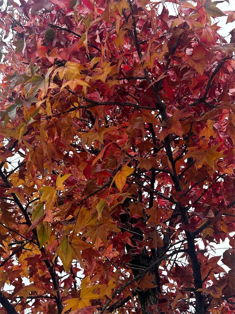 f:id:Magnoliarida:20251101215507j:image