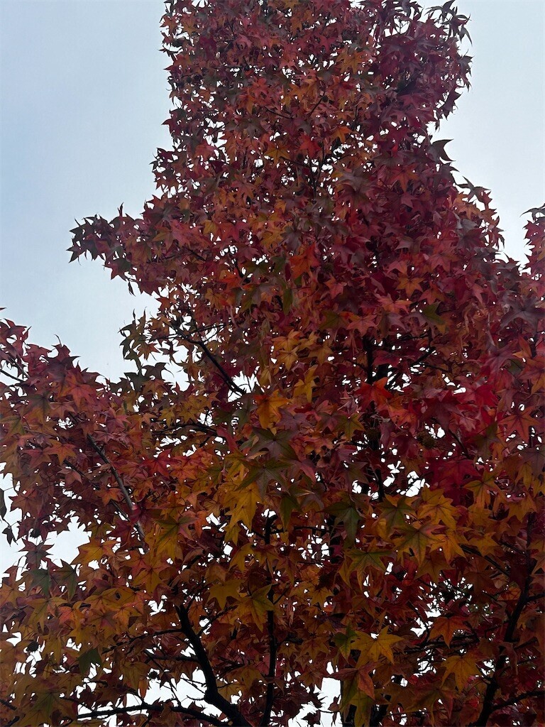 f:id:Magnoliarida:20251101215511j:image