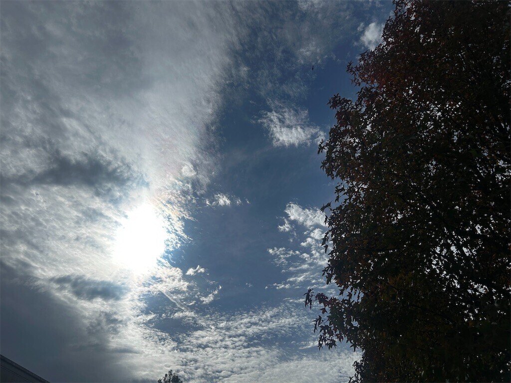 f:id:Magnoliarida:20251101215540j:image