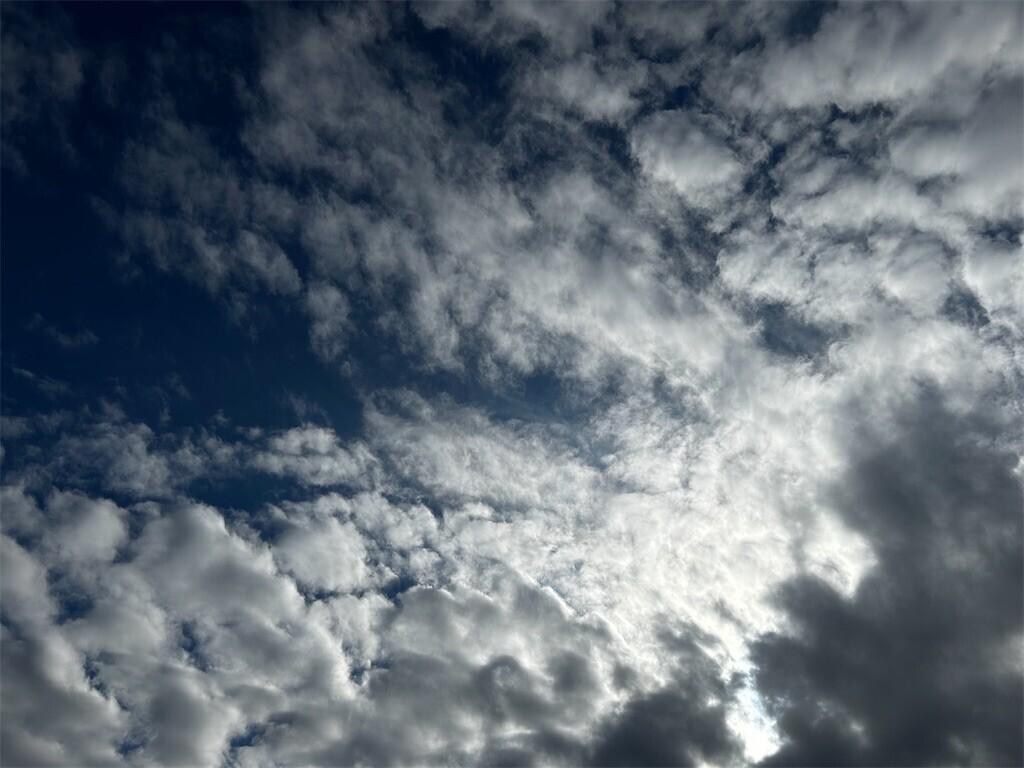 f:id:Magnoliarida:20251227121446j:image