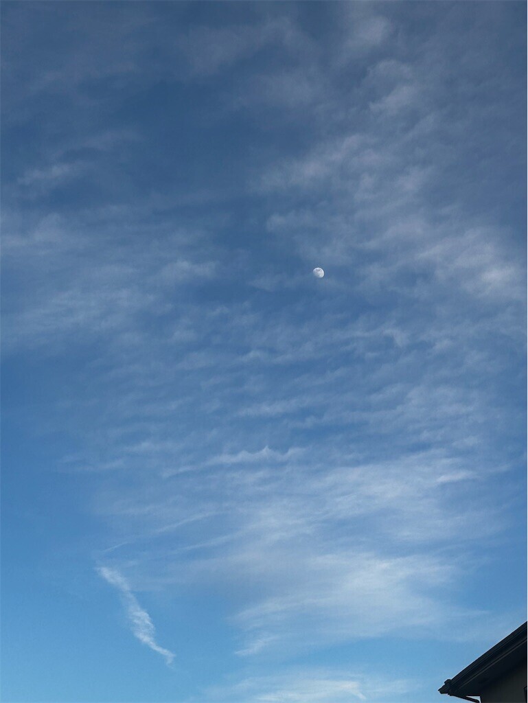 f:id:Magnoliarida:20251231191137j:image