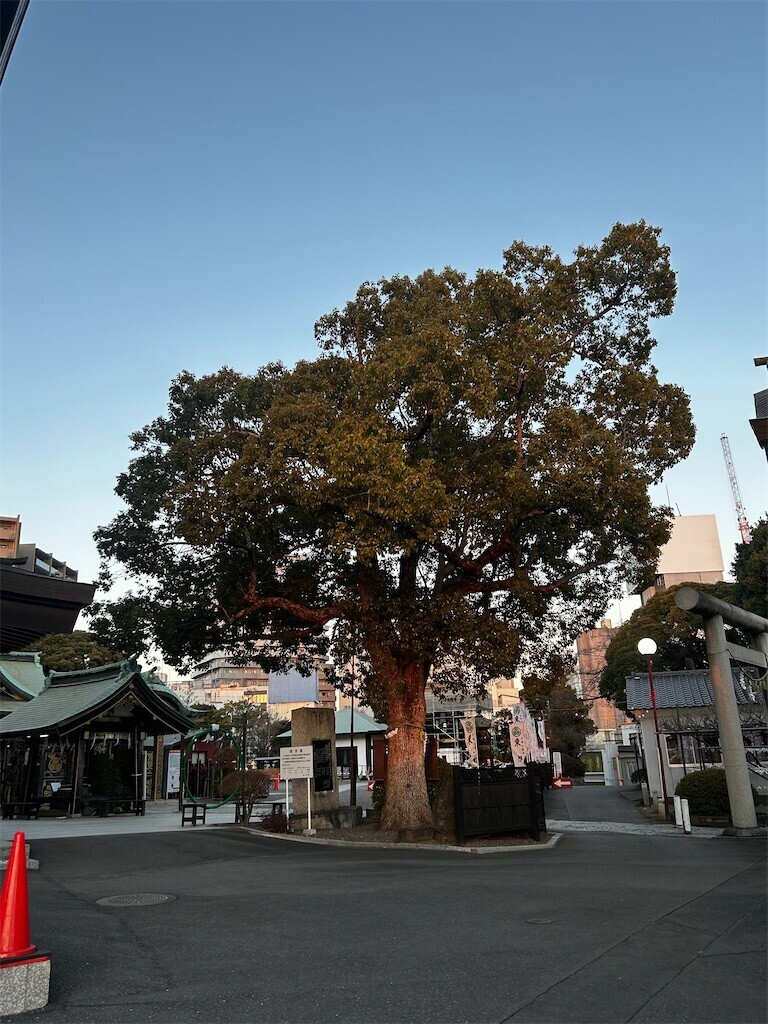 f:id:Magnoliarida:20260110200449j:image f:id:Magnoliarida:20260110200449j:image