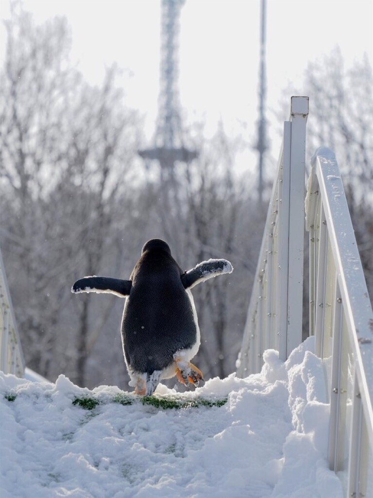 f:id:Magnoliarida:20260203084131j:image f:id:Magnoliarida:20260203084131j:image