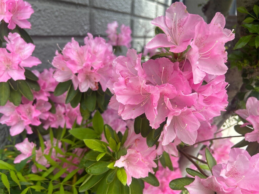 f:id:Magnoliarida:20260418131430j:image