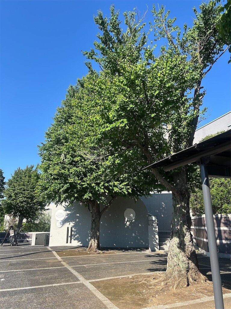 f:id:Magnoliarida:20260506013007j:image