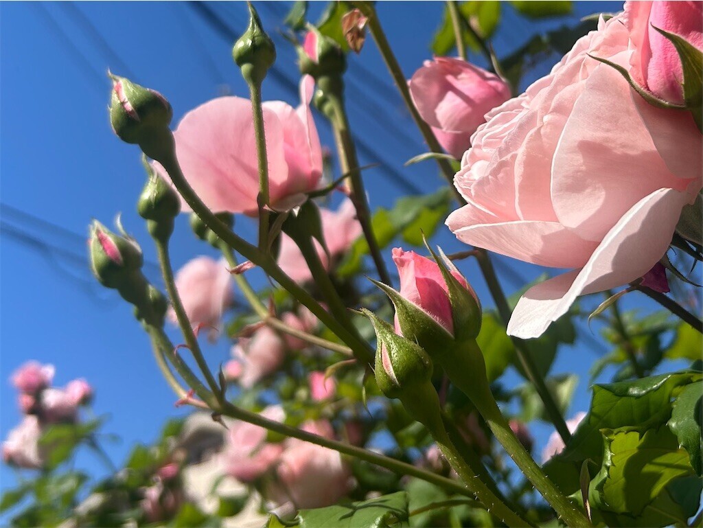 f:id:Magnoliarida:20260508080537j:image