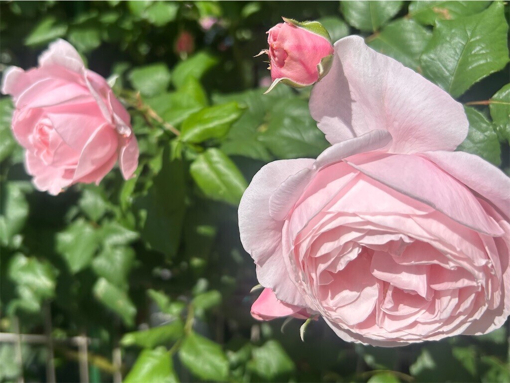 f:id:Magnoliarida:20260508080545j:image