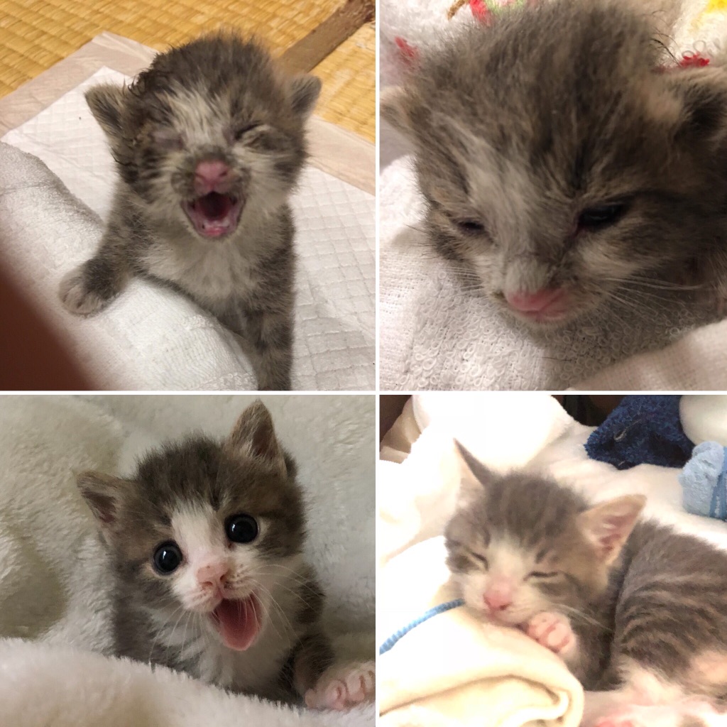 f:id:MaisonDeRemodeNIKI:20180711122505j:plain f:id:MaisonDeRemodeNIKI:20180711122505j:plain