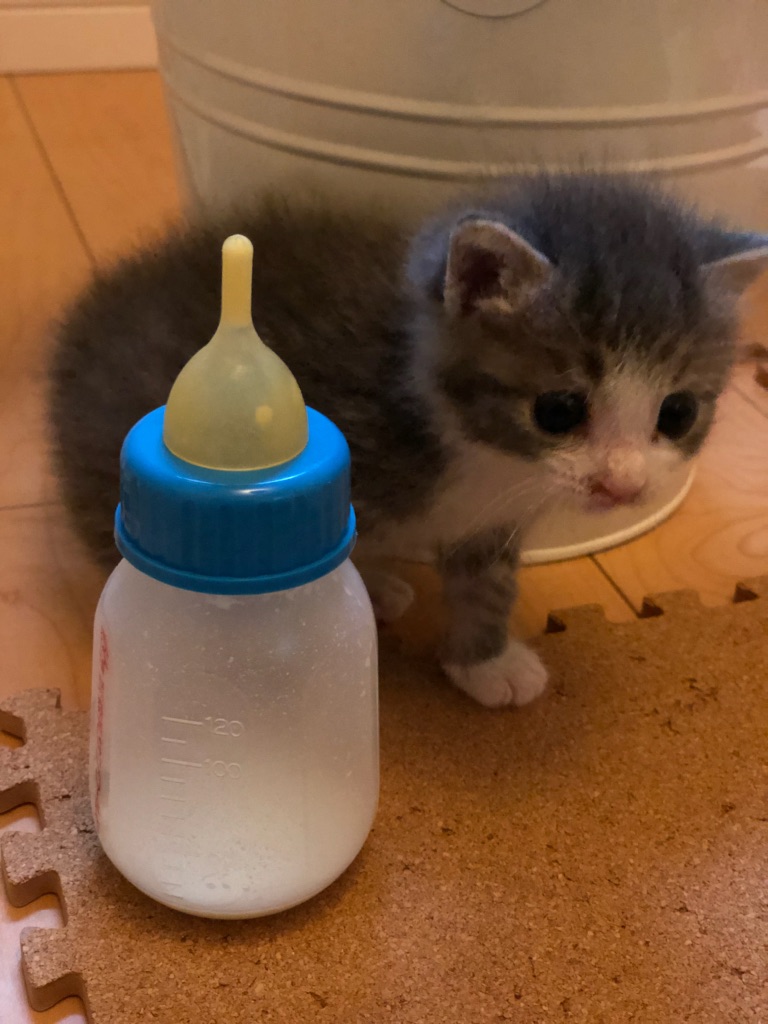 f:id:MaisonDeRemodeNIKI:20180711123809j:plain f:id:MaisonDeRemodeNIKI:20180711123809j:plain