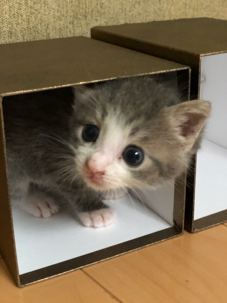 f:id:MaisonDeRemodeNIKI:20180711124258j:plain f:id:MaisonDeRemodeNIKI:20180711124258j:plain
