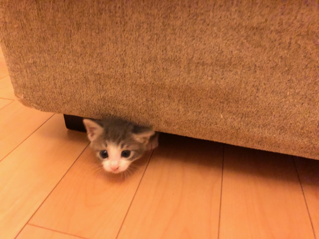 f:id:MaisonDeRemodeNIKI:20180711124314j:plain f:id:MaisonDeRemodeNIKI:20180711124314j:plain