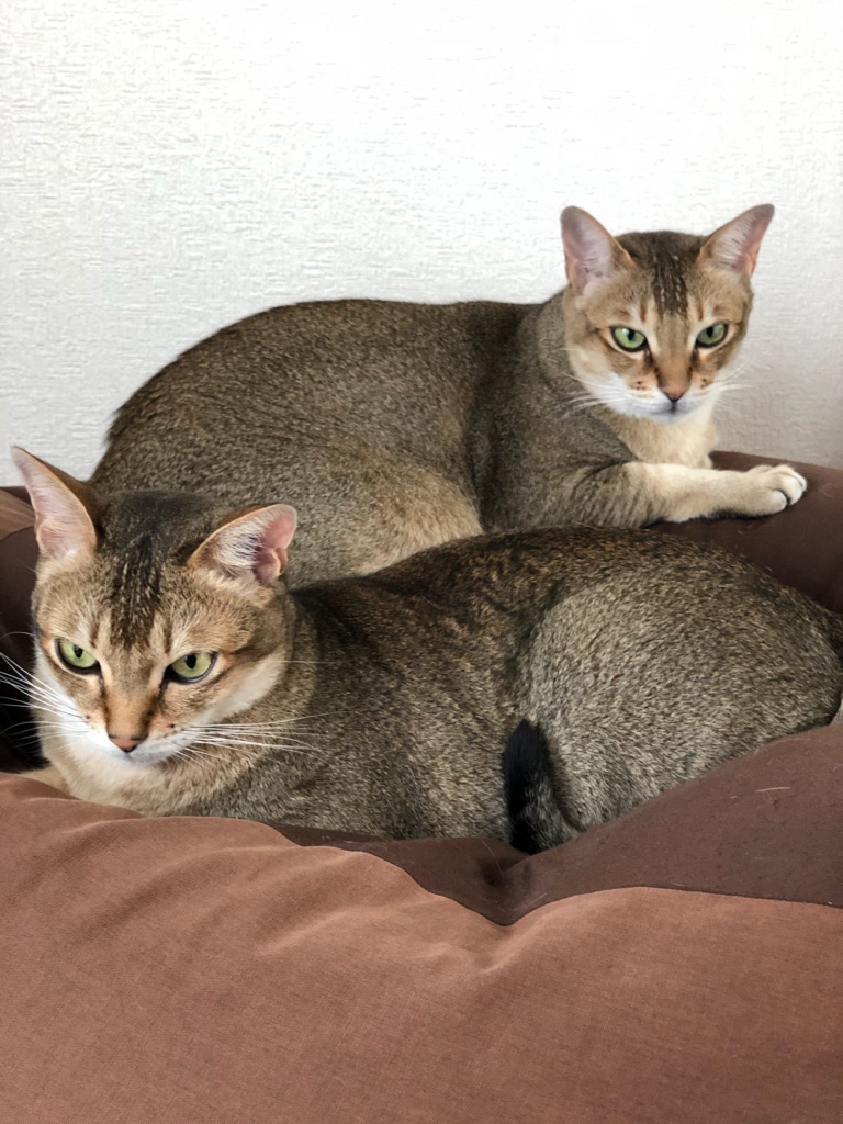 f:id:MaisonDeRemodeNIKI:20190808203835j:plain f:id:MaisonDeRemodeNIKI:20190808203835j:plain