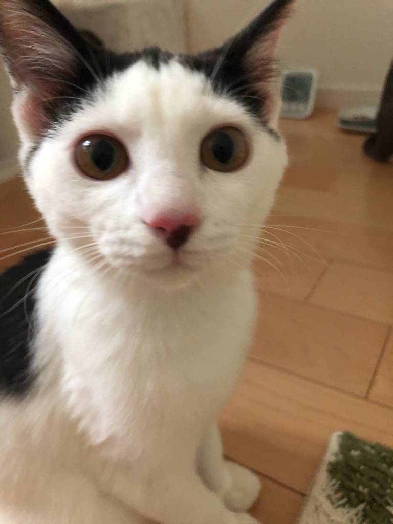 f:id:MaisonDeRemodeNIKI:20190808235404j:plain f:id:MaisonDeRemodeNIKI:20190808235404j:plain