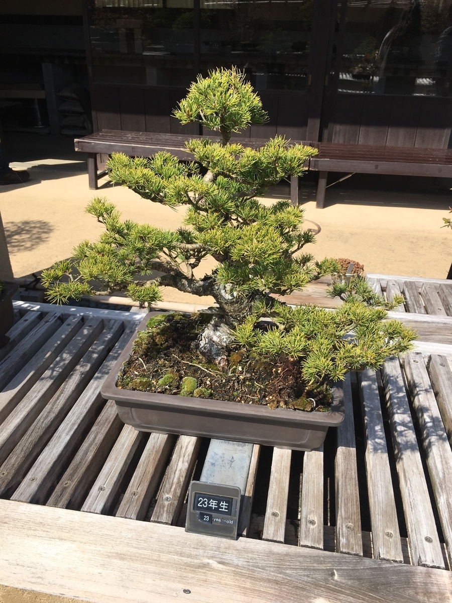 f:id:Makatakam:20200323164424j:plain f:id:Makatakam:20200323164424j:plain
