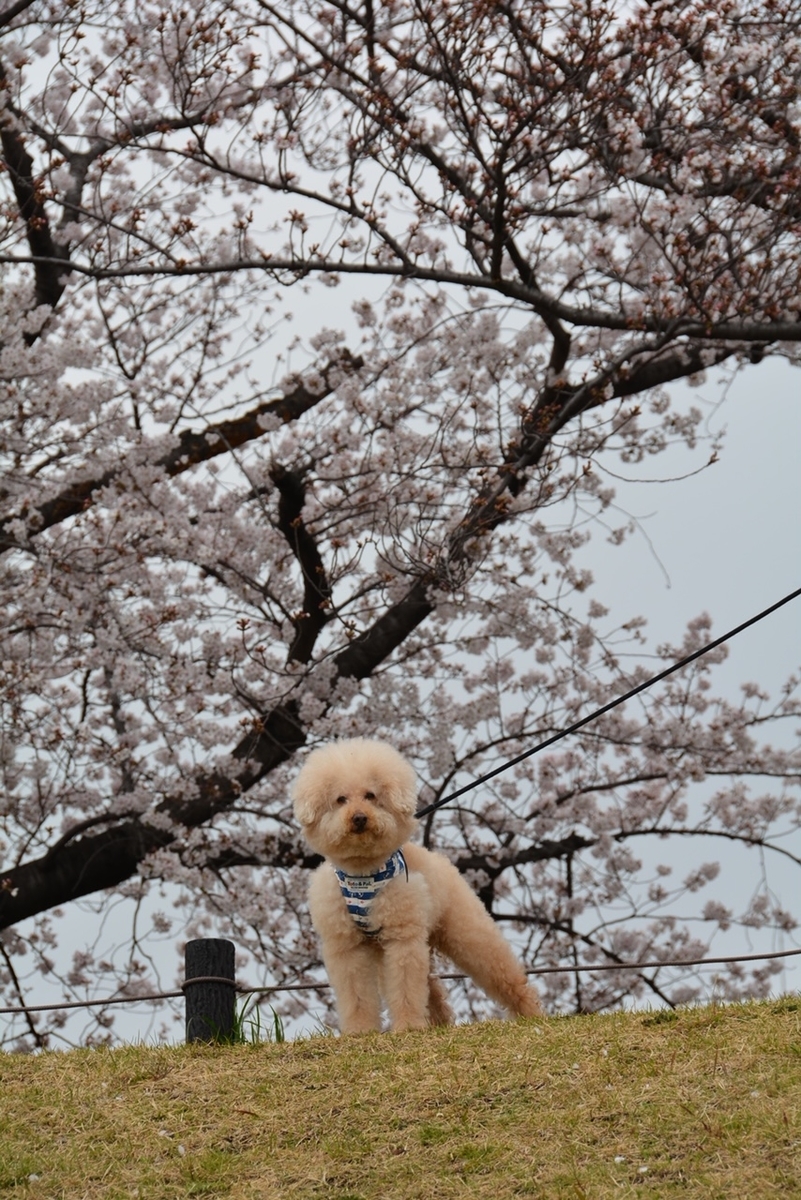 生食犬ムックの腸内環境 犬と生食 生食犬ムックの腸内環境 犬と生食