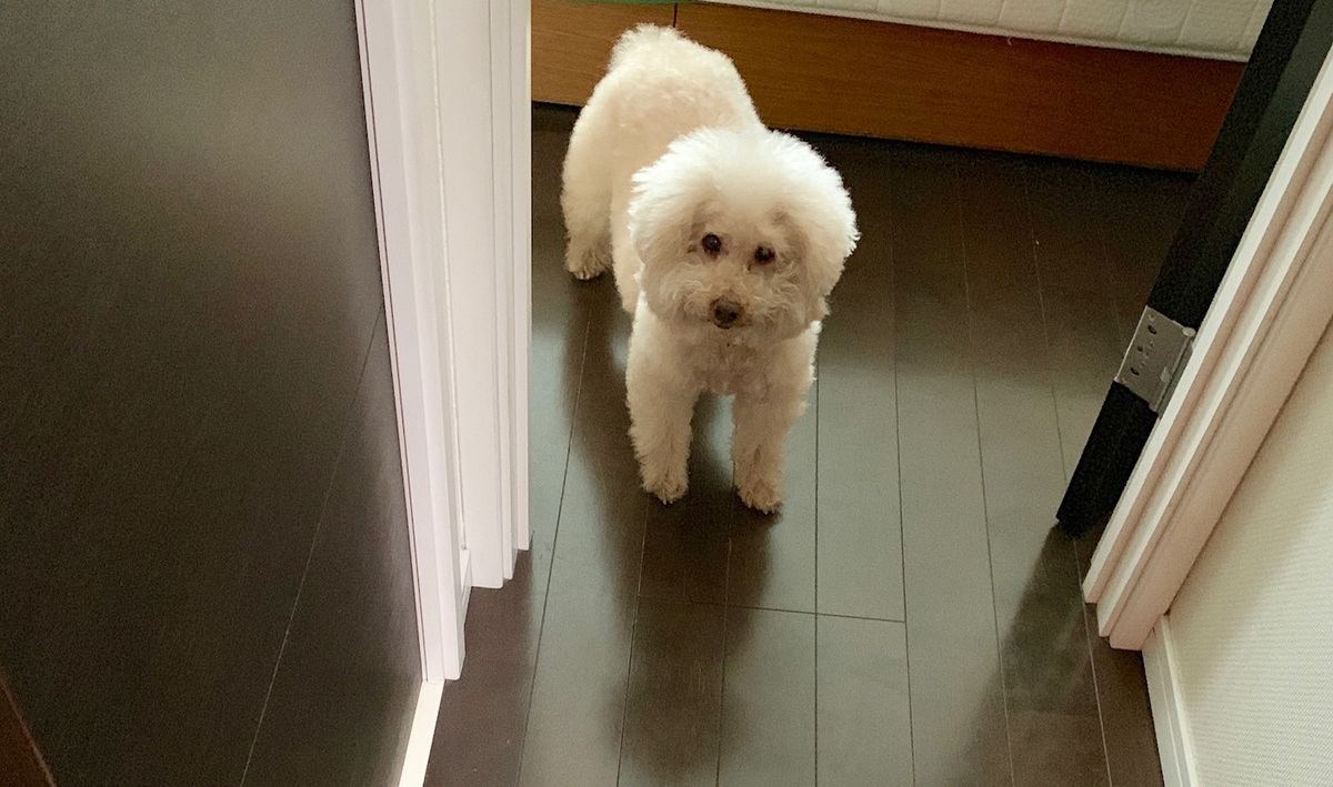 クレート好きにしたいワン 犬と生食