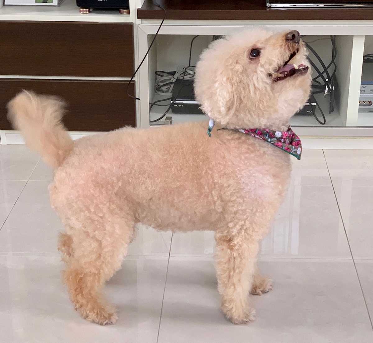 ワンちゃんも旬の野菜がいい 犬と生食 ワンちゃんも旬の野菜がいい 犬と生食