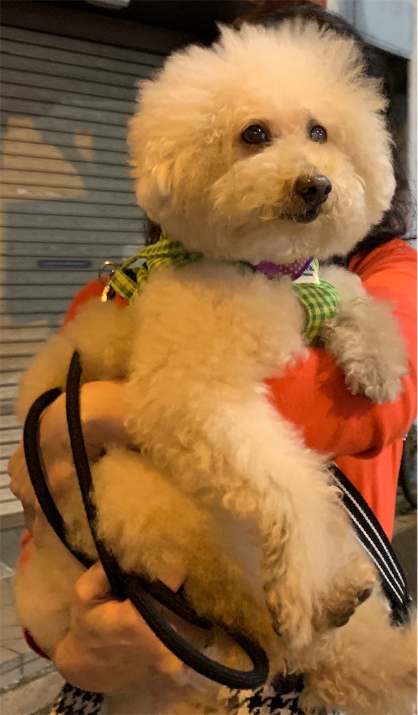 患者さんを癒す 勤務犬 犬と生食