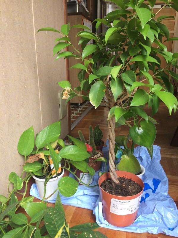 f:id:Makotsu:20180930111350j:image:w360