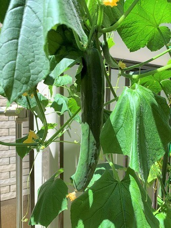 f:id:Makotsu:20200811103828j:plain