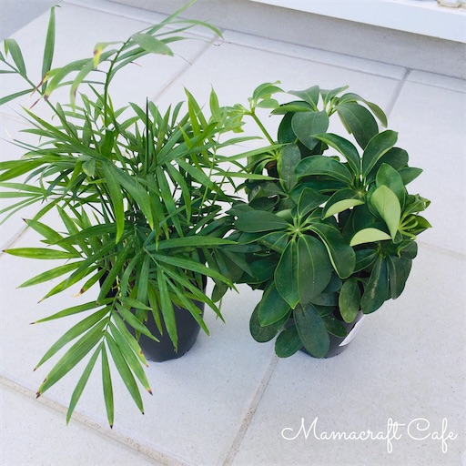 テーブルヤシ・カボック観葉植物 四角形鉢 宝石のような観葉植物のお店 【Jewelry Plant】 寄せ植え 6号 マイ