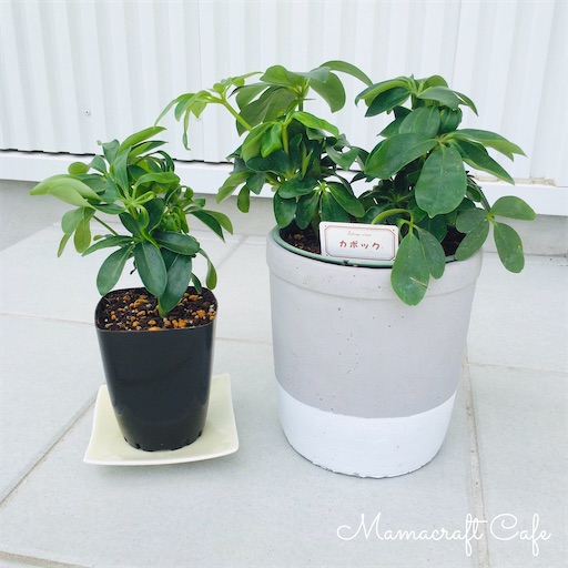 テーブルヤシとカポックの植え替えにチャレンジ - Mamacraft Cafe