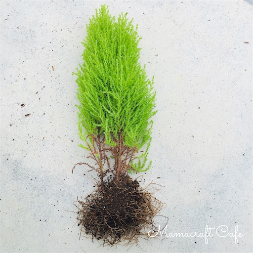 １本だけ残ったコニファーの植え替え Mamacraft Cafe ママクラ