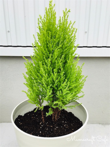 １本だけ残ったコニファーの植え替え Mamacraft Cafe ママクラ