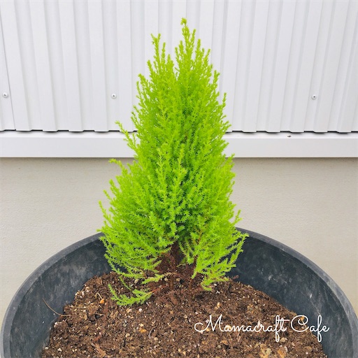 １本だけ残ったコニファーの植え替え Mamacraft Cafe ママクラ