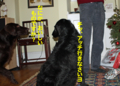 20121228095245