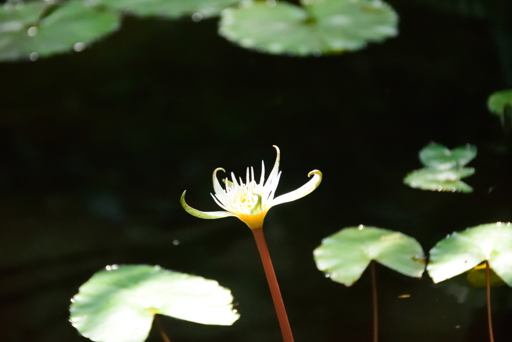 f:id:Manabiya:20190525121711j:plain f:id:Manabiya:20190525121711j:plain