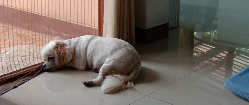 f:id:Manax:20210119173050p:plain