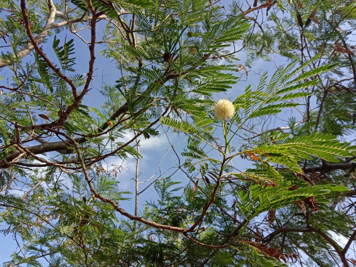 f:id:Manax:20210612110413j:plain