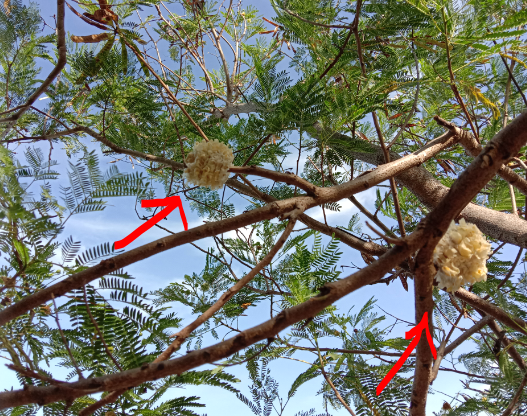 f:id:Manax:20210612110511p:plain