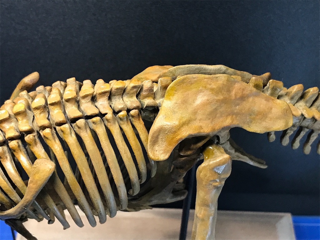 恐竜の頭部模型 恐竜 ティラノサウルス 頭蓋骨 骨 骨格 模型 頭 置物 おもちゃ