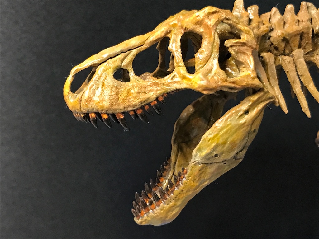 恐竜骨格化石標本トリケラトプス前歯