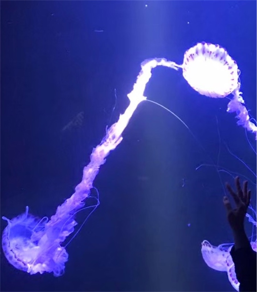 f:id:MantA:20200510102330j:image