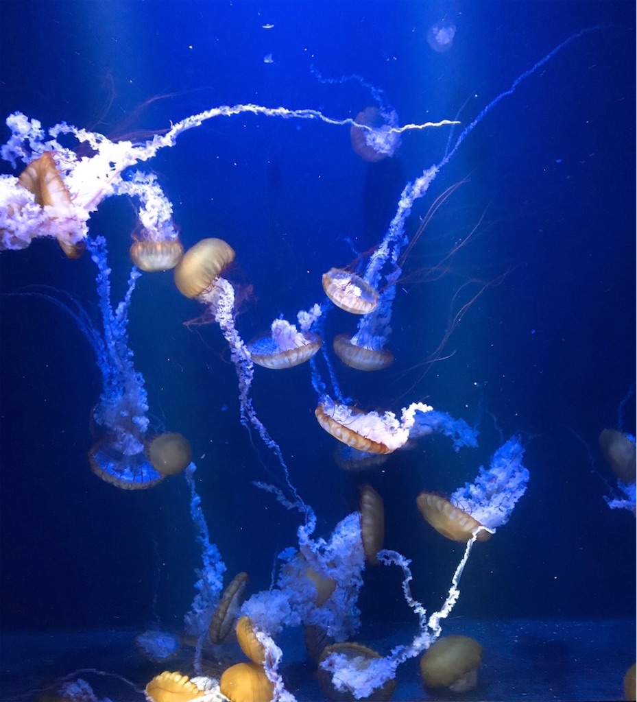 世界一のクラゲ水族館 加茂水族館 クラゲドリーム館 を紹介 リゾートにいこう 世界一のクラゲ水族館 加茂水族館 クラゲドリーム館 を紹介 リゾートにいこう