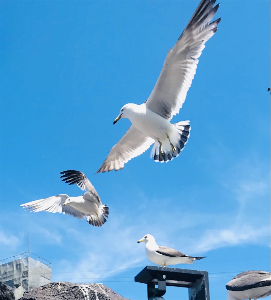 f:id:MantA:20200510162606j:image