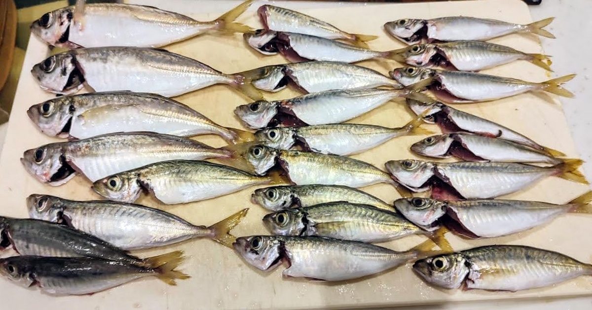 230924-横浜アジ釣り記録 長潮上げ 25匹 - 🚲こぐとすすむ🚲