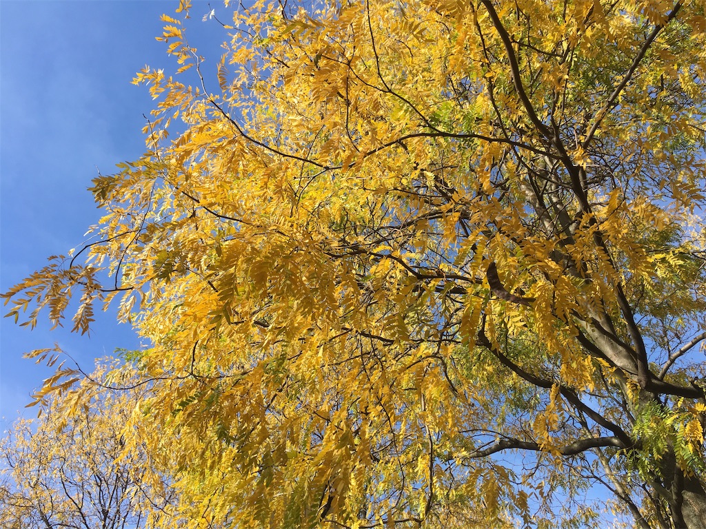 f:id:MaoLamdo:20181119011625j:image
