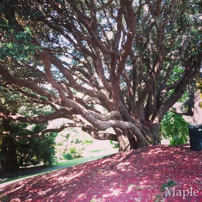 f:id:MapleNelson:20210105181359j:plain