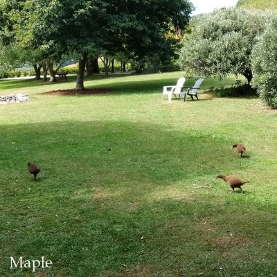 f:id:MapleNelson:20210225091902j:plain