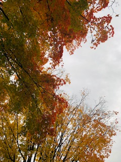f:id:MapleSummerhouse:20201013090500j:plain f:id:MapleSummerhouse:20201013090500j:plain