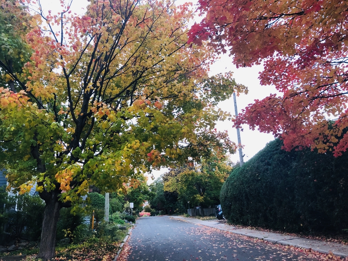 f:id:MapleSummerhouse:20201013090700j:plain f:id:MapleSummerhouse:20201013090700j:plain